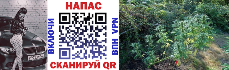 Конопля SATIVA & INDICA Шилка